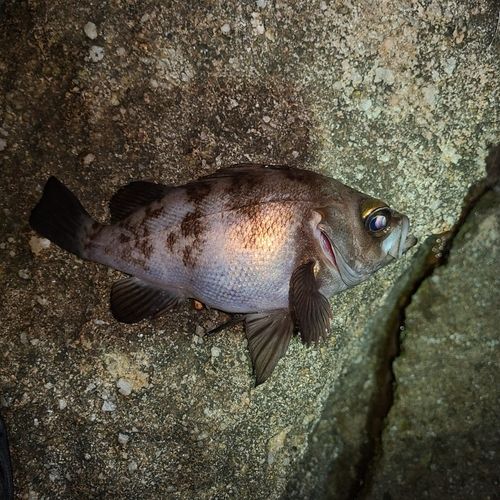 メバルの釣果