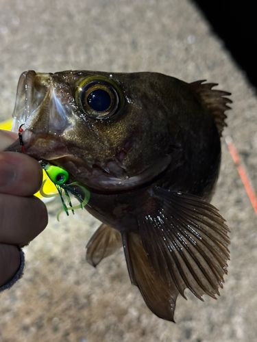 メバルの釣果