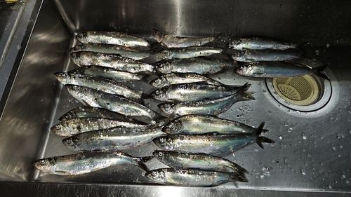 ニシンの釣果