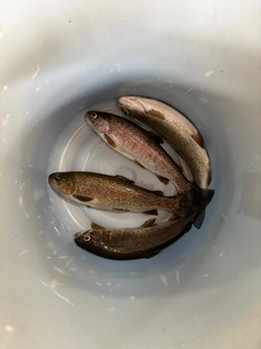 トラウトの釣果