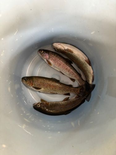 トラウトの釣果