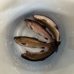 トラウト