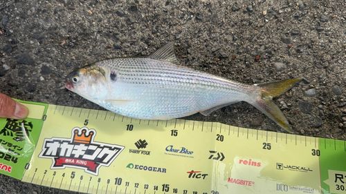 コノシロの釣果