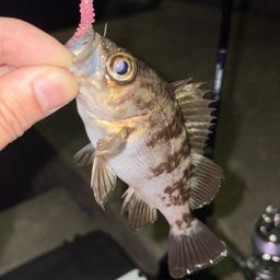 メバル