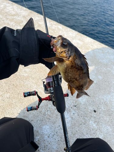 メバルの釣果