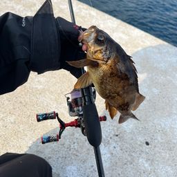 メバル