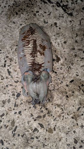 コウイカの釣果