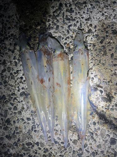 ヤリイカの釣果