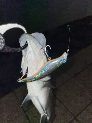 フッコ（マルスズキ）の釣果