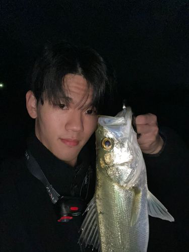 フッコ（マルスズキ）の釣果