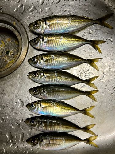 アジの釣果