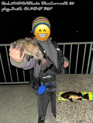 メバルの釣果