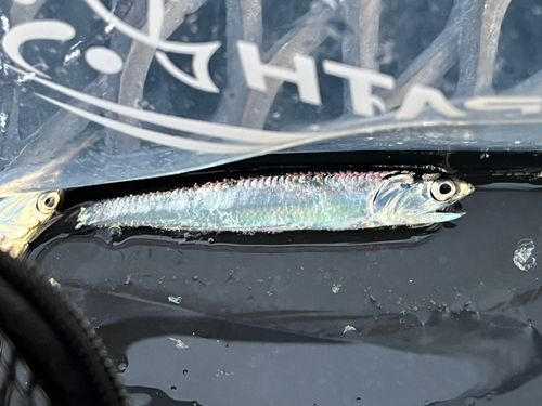 カタクチイワシの釣果