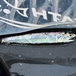 カタクチイワシ