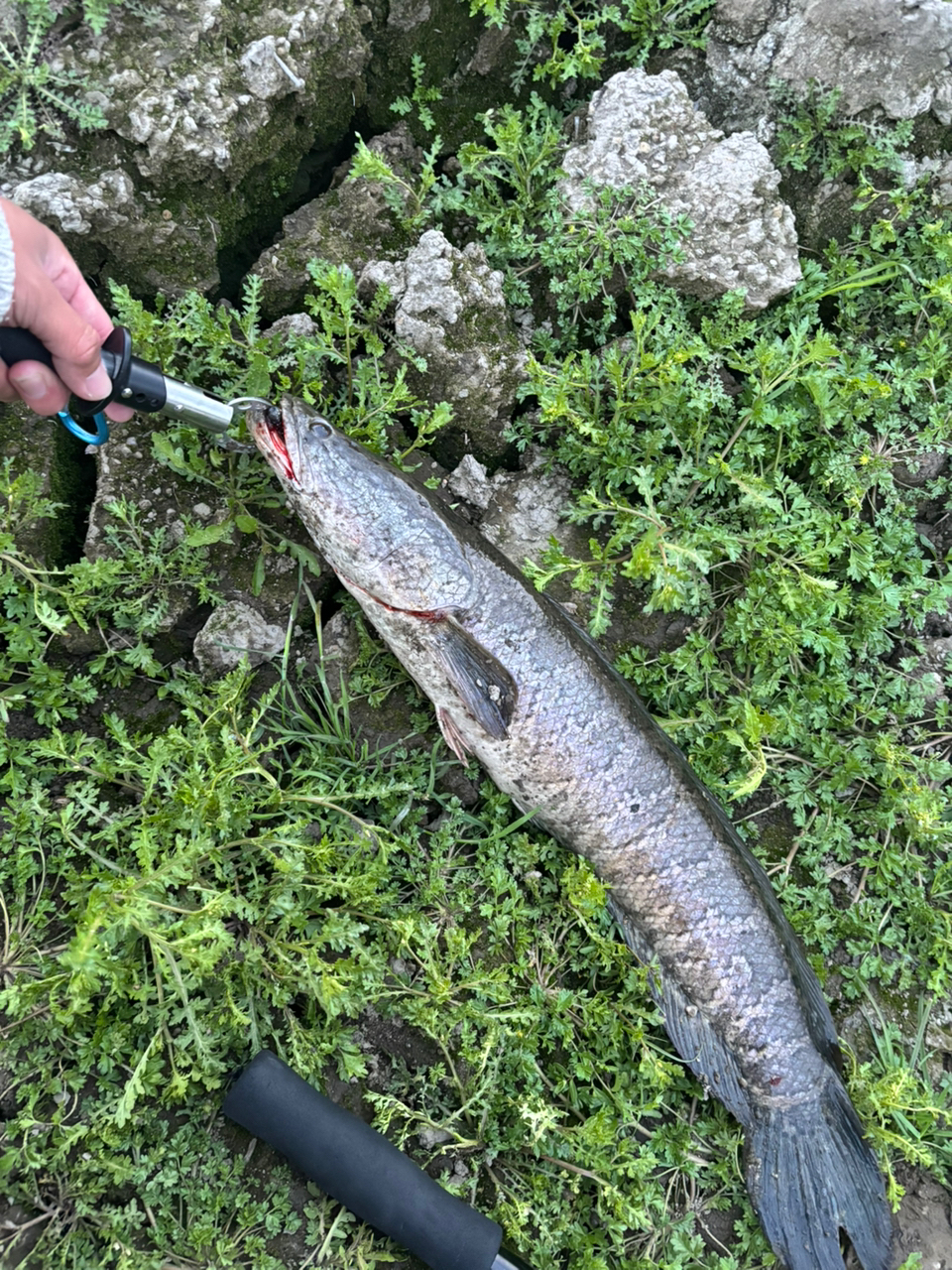 SHIMANO 18ポイズン アドレナ 167L-BFSの最安値・インプレ・釣果 SHIMANO 18ポイズン アドレナ 167L-BFSの最安値・インプレ・釣果
