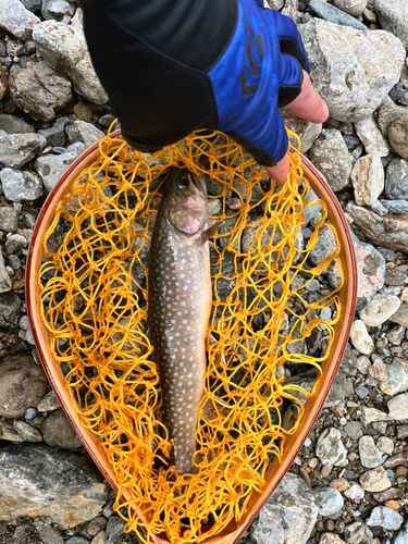 イワナの釣果