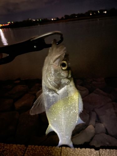 セイゴ（マルスズキ）