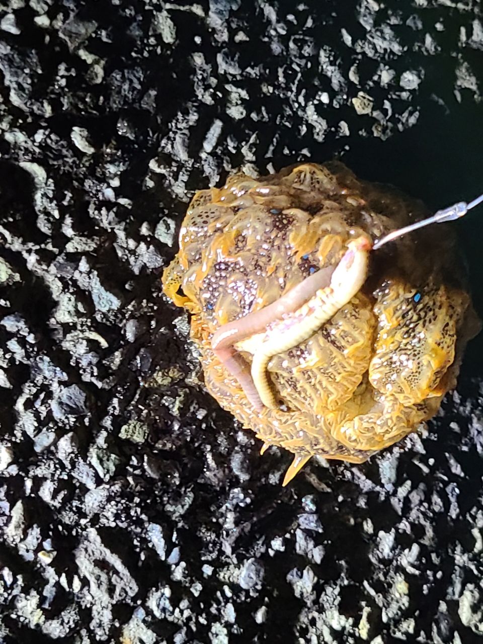 ウシ