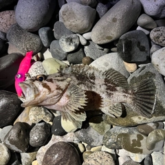 ソイの釣果