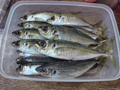 アジの釣果