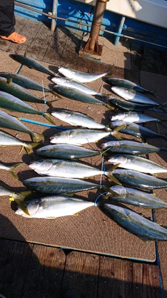 ヒラマサの釣果