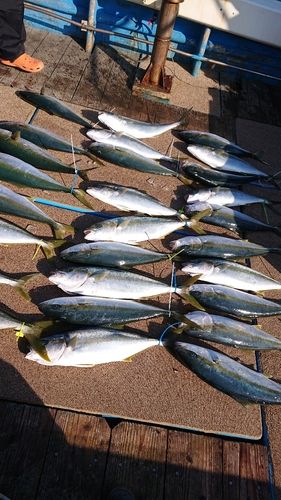 ヒラマサの釣果