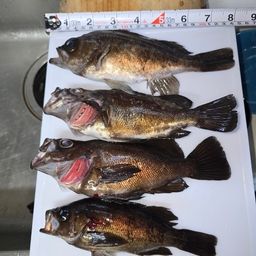 クロメバル