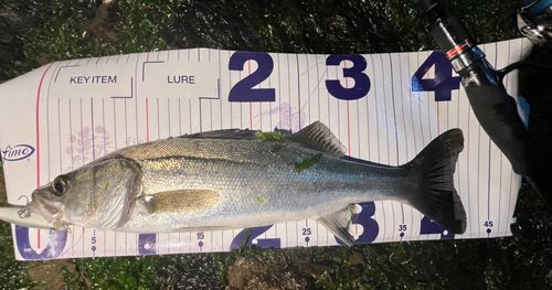 フッコ（マルスズキ）の釣果