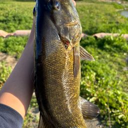 スモールマウスバス