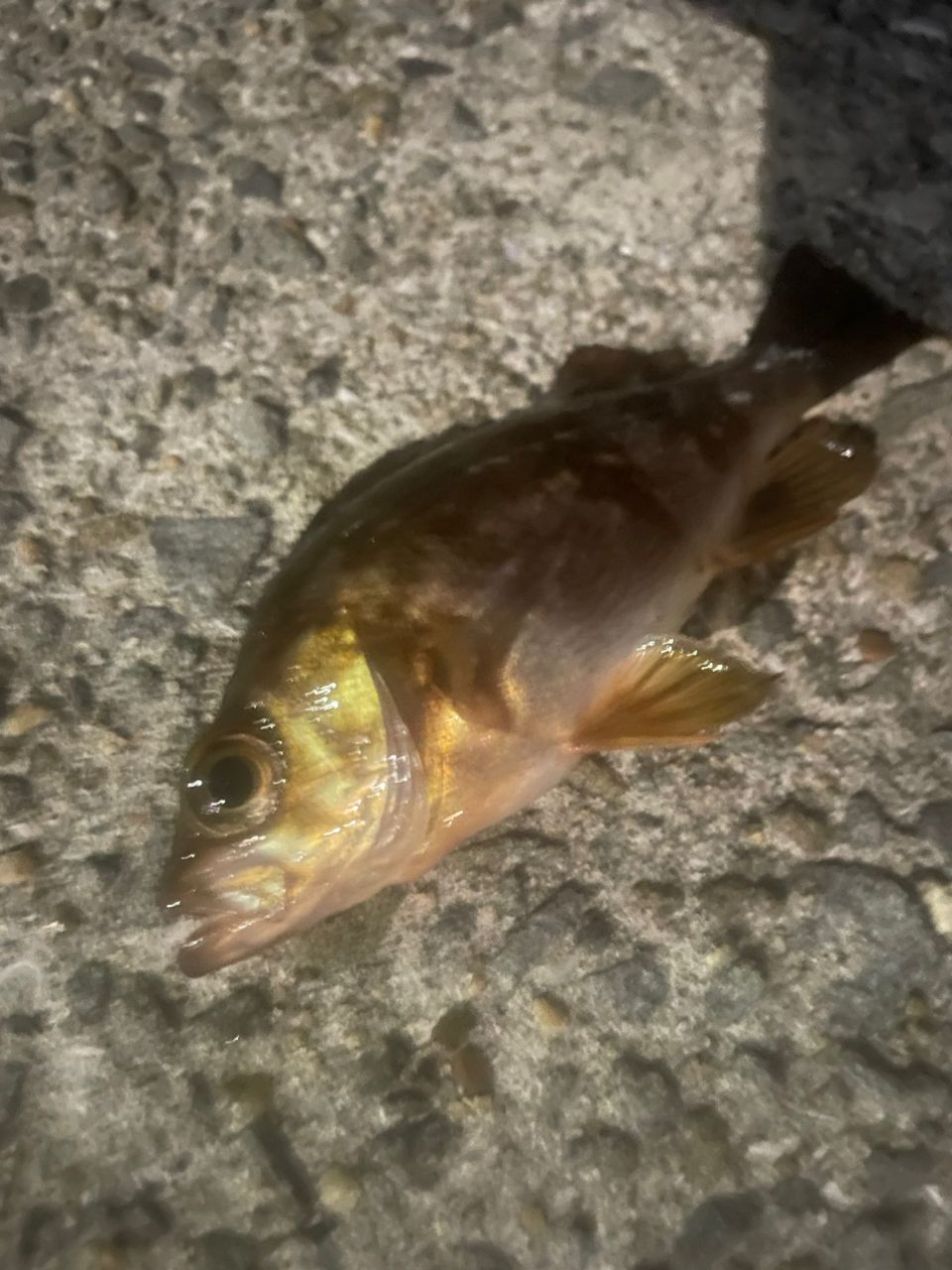 メバル