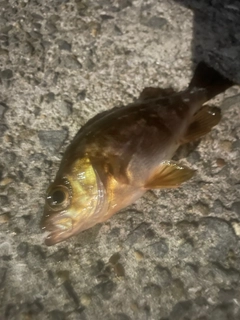 メバルの釣果