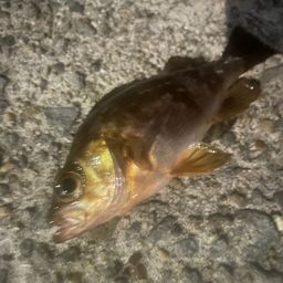 メバル