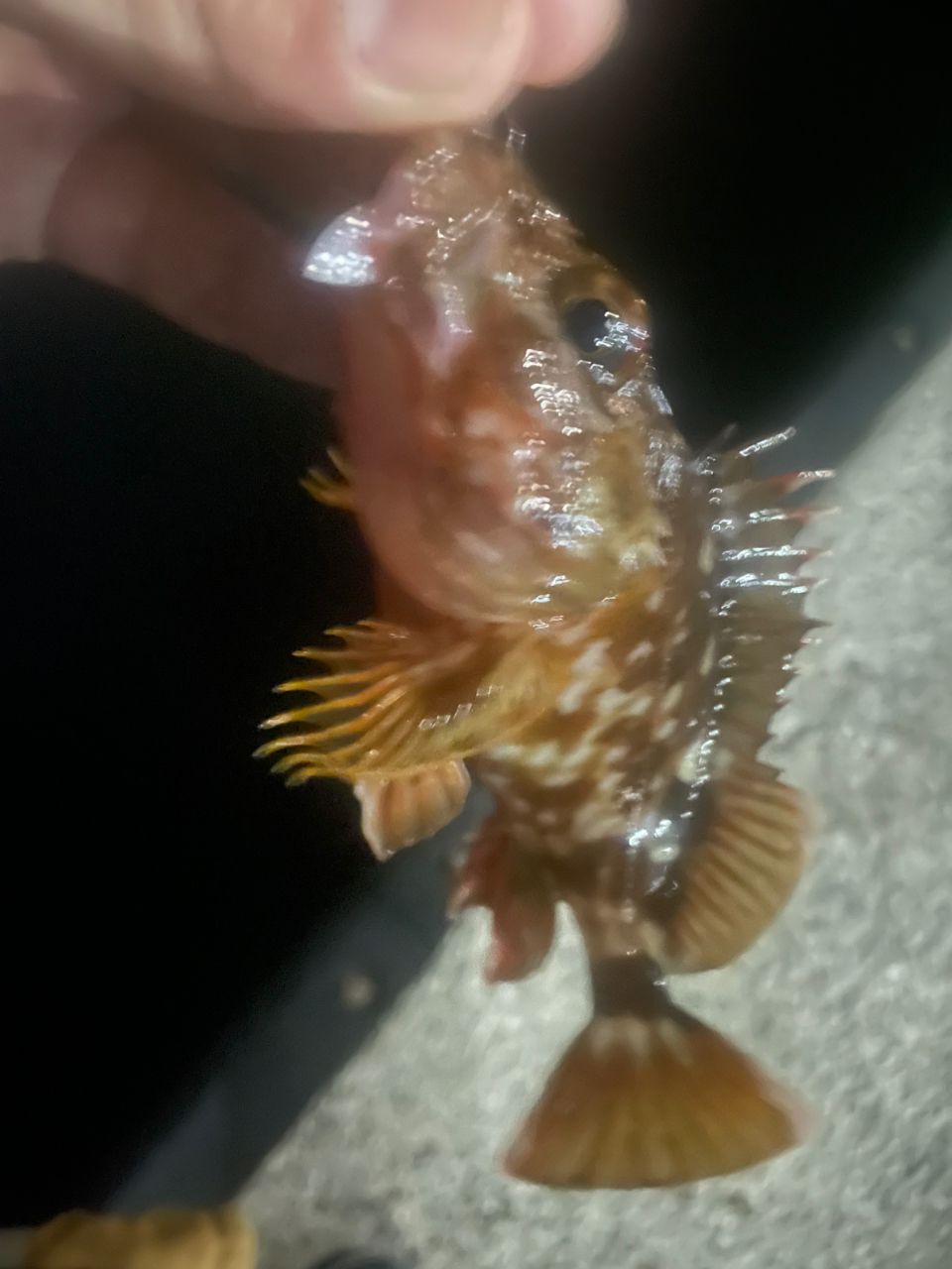 メバル
