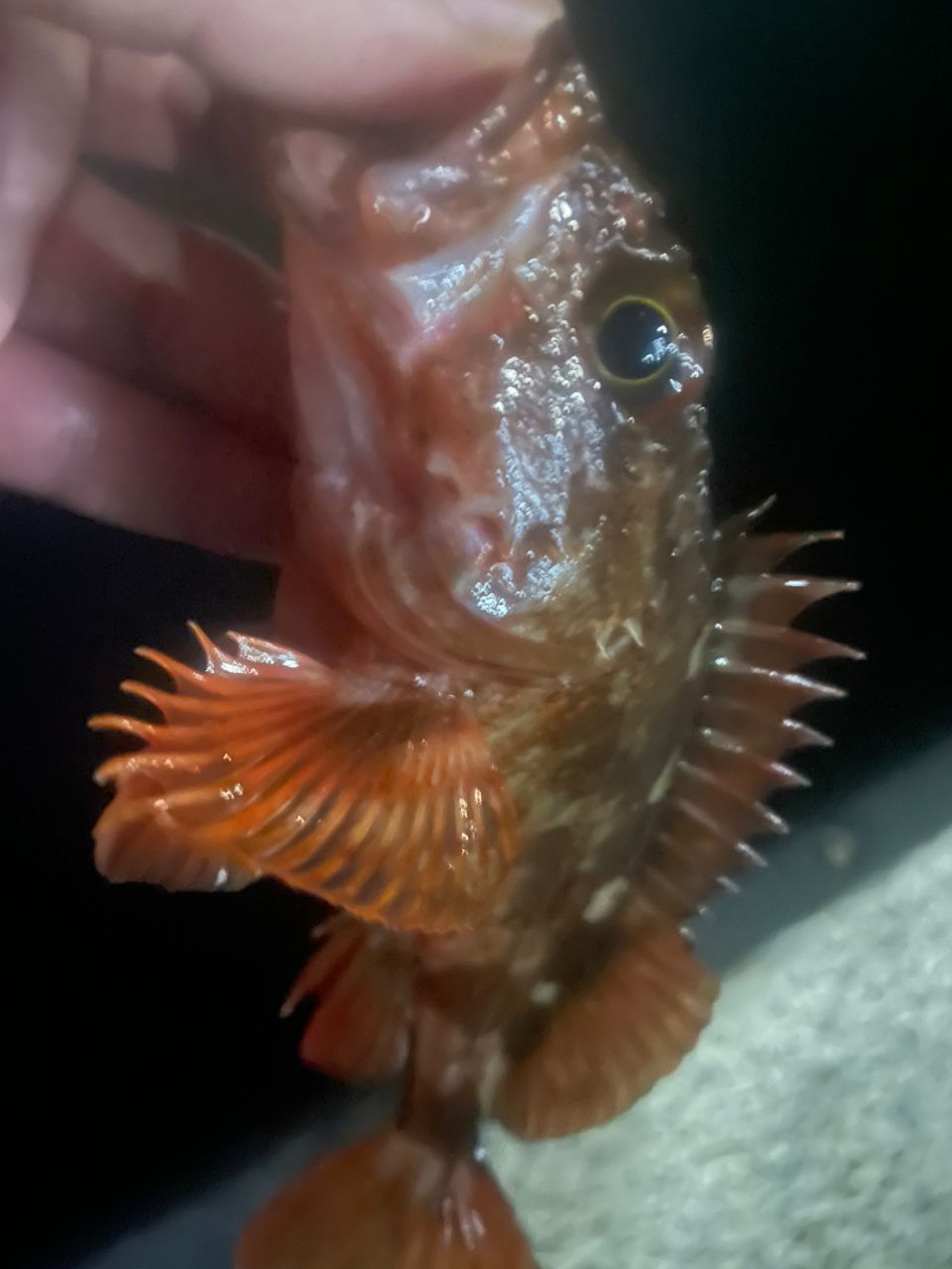 メバル