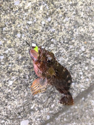 アラカブの釣果