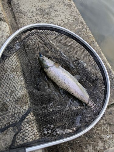 レインボートラウトの釣果