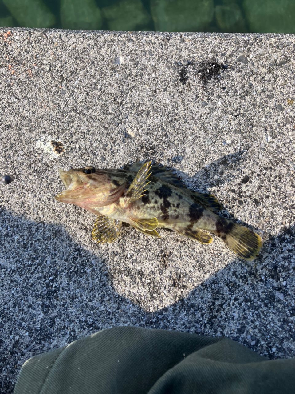 タケノコメバル