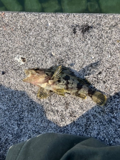 タケノコメバルの釣果