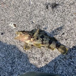 タケノコメバル