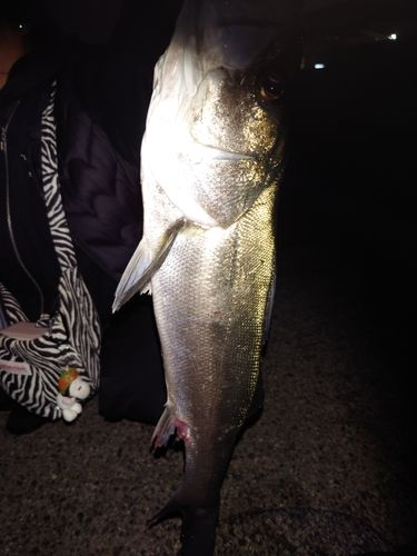 スズキの釣果