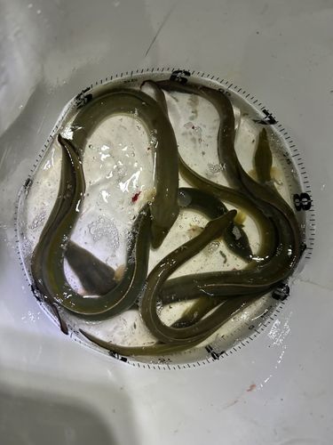 ウナギの釣果