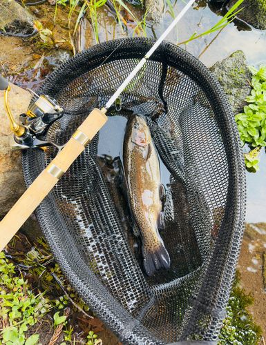 ニジマスの釣果