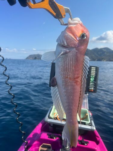 アマダイの釣果