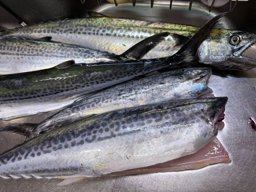 サゴシの釣果