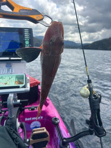 ホウボウの釣果