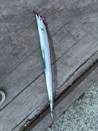 タチウオの釣果