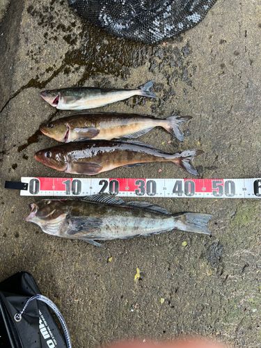 アイナメの釣果