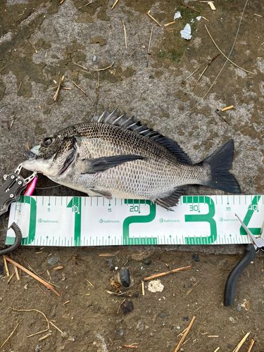 チヌの釣果