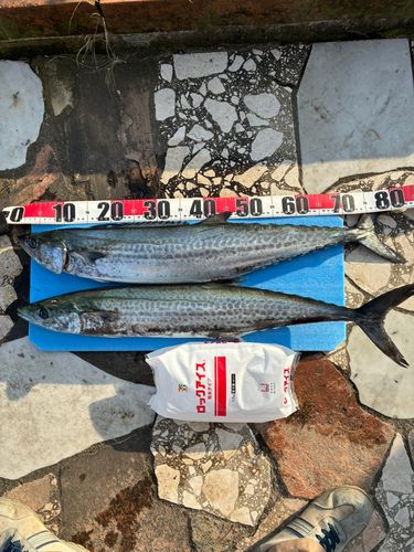 サワラの釣果