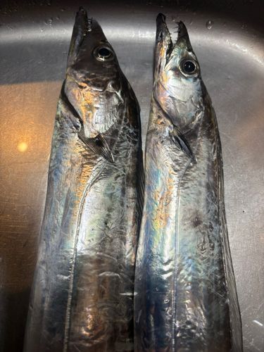 タチウオの釣果